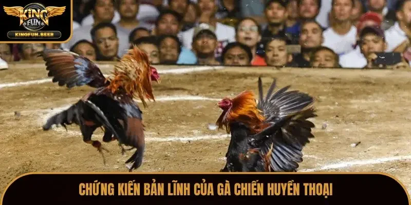 Chứng kiến bản lĩnh của gà chiến huyền thoại