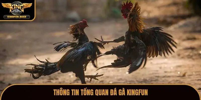 Thông tin tổng quan đá gà Kingfun